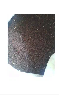 کلزا‌بذری‌‌‌درجه‌یک‌۳۰۰‌هزار‌تومن