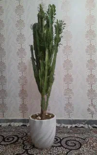 گل افوربیا