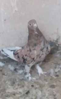 کفتر سرور