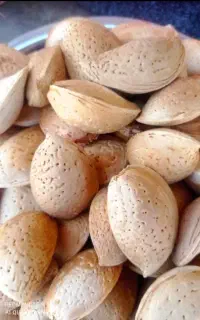 بادام سنگی بژ آبغوره رب خانگی