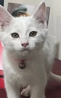 گربه ی دوست داشتنی