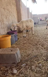 میش وبره رگاهی