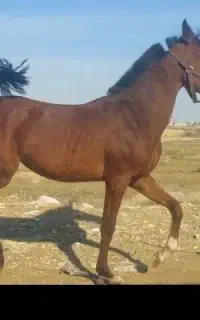 کره مادیان درهشوری