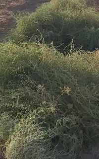 علف فروشی لطفا توضیحات آگهی را کاملا بخوانید