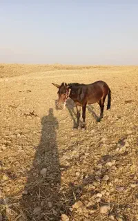 قاطرفروشی
