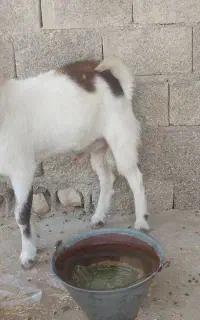 کهره نر ازنژاد دوقلودرخونه بوده واسه داشت عالی