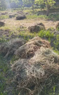 علف حیوان