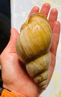 حلزون بزرگ اچاتینا (مولد)
