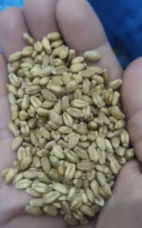 گندم آبی دهدشت بذری