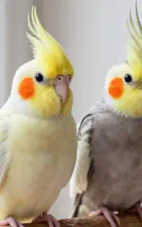 عروس نرو ماده