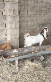 دو عدد کهره گلابی