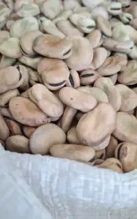 باقله خشک درجه یک