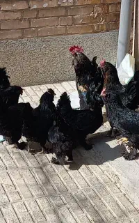 تخم مرغ نطفه دار مرندی