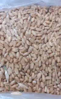 گندم