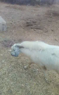 سلام ین نری هست