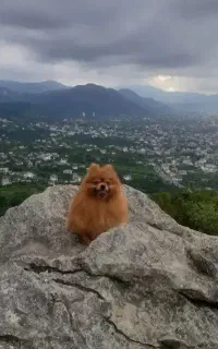 سگ پامرانین نر ، جهتِ جفت یابی