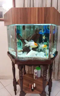 آکواریوم ۶ ضلعی کار شده با چوب (معاوضه)