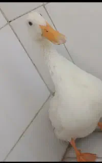 اردک