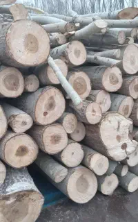 همه نوع چوب درخت قلمه،ضایعات میوه و چوب خشک دام