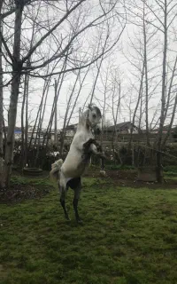 اسب یورقه سال ۴-۵ سواری دم گیر