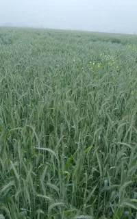 تریتیکاله گندم علوفه ای بذرخارجی ایرانی