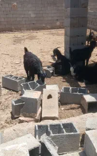 20 راس بزغاله