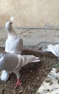 خطسفید