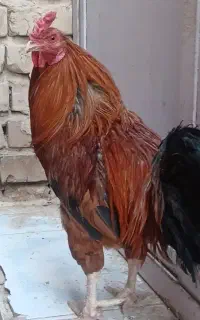 خروس لاری ترک