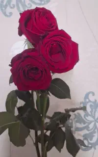 گل رز