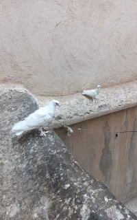 کفتر راعبی سفید،