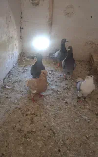 ۵تاکبوتر فروشی بمب بلند  دانه ۲۵۰