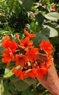 بذر گل کرودیا