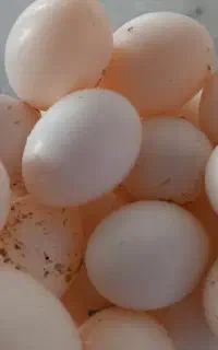 تخم کبوتر
