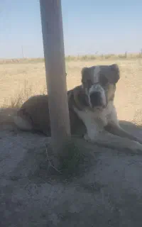 ماده آلابای ترکمن