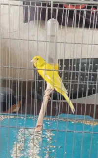 قناری نر طلایی