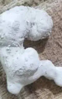 زاغ