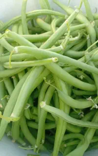لوبیا سبز تازه