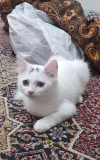 پرشین دال فیس