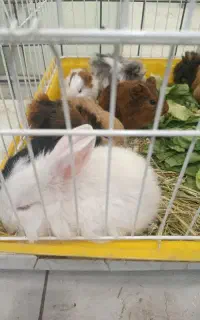 فروش خوکچه هندی و خرگوش