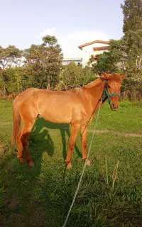 اسب محلی دورگ اخته
