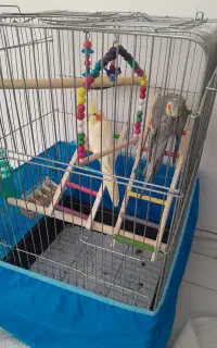 عروس هلندی
