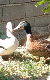 اردک نر