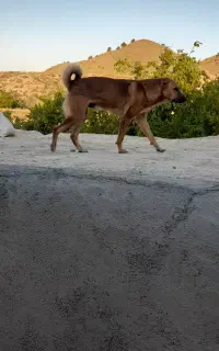 سگ نگهبان