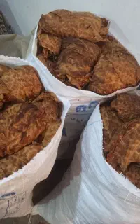 تن باک بنیاد