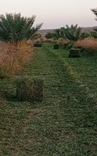 قالب بیده دستی خالص  سبز سبز