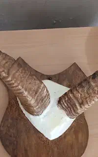 شاخ طبیعی