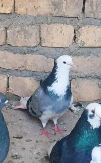 ۲۰عدد پرشی سنگین