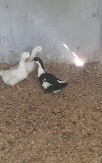 اردک