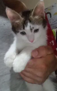 واگذاری گربه