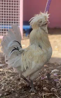 مرغ و خروس سلطان و لهستانی